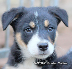 Tricolour Male, smooth to medium coat, border collie puppy